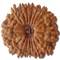 Description: 17 Mukhi